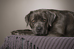 lying Cane Corso