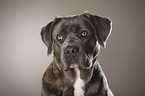 Cane Corso Portrait