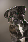 Cane Corso Portrait