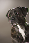 Cane Corso Portrait