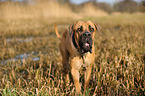 walking Cane Corso