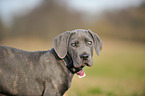 young Cane Corso