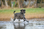 running Cane Corso