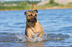 running Cane Corso