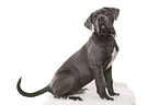 young Cane Corso