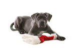 young Cane Corso