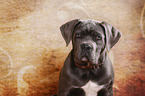 young Cane Corso