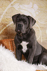 young Cane Corso