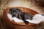 young Cane Corso