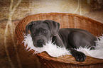 young Cane Corso