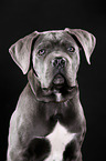 young Cane Corso