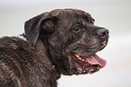 Cane Corso Portrait