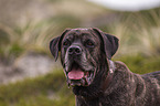 Cane Corso Portrait