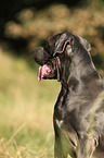 Cane Corso Portrait