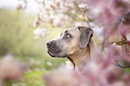 Cane Corso Portrait