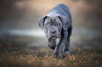 walking Cane Corso Puppy