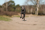 Cane Corso Puppy