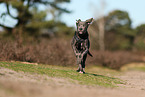 Cane Corso Puppy