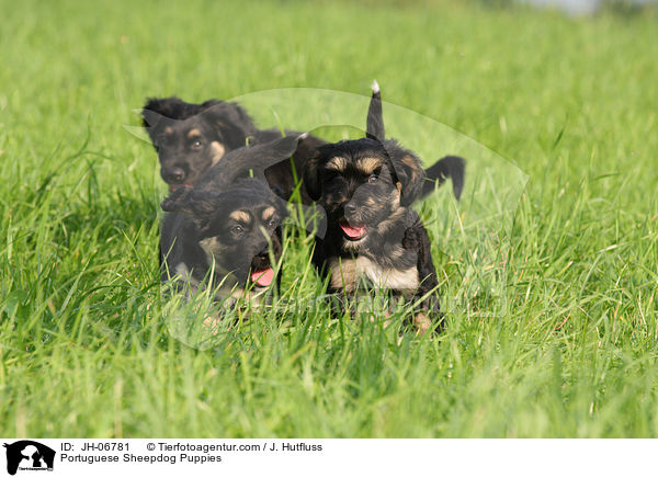 Cao da Serra de Aires Welpen / Portuguese Sheepdog Puppies / JH-06781