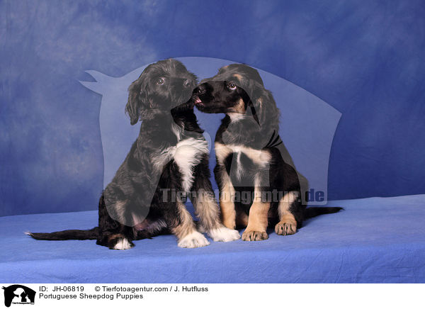 Cao da Serra de Aires Welpen / Portuguese Sheepdog Puppies / JH-06819