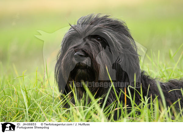 Cao da Serra de Aires Hndin / Portuguese Sheepdog / JH-06853