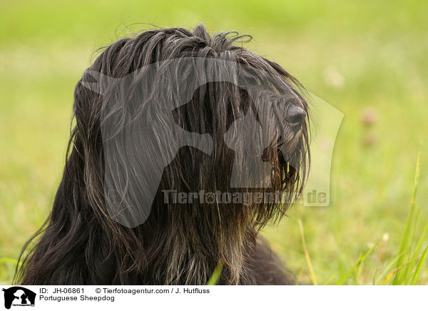 Cao da Serra de Aires Hndin / Portuguese Sheepdog / JH-06861