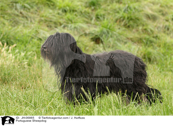 Cao da Serra de Aires Hndin / Portuguese Sheepdog / JH-06865