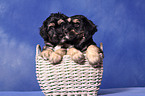 Portuguese Sheepdog Puppies