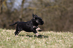 Co da Serra de Aires puppy