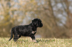 Co da Serra de Aires puppy