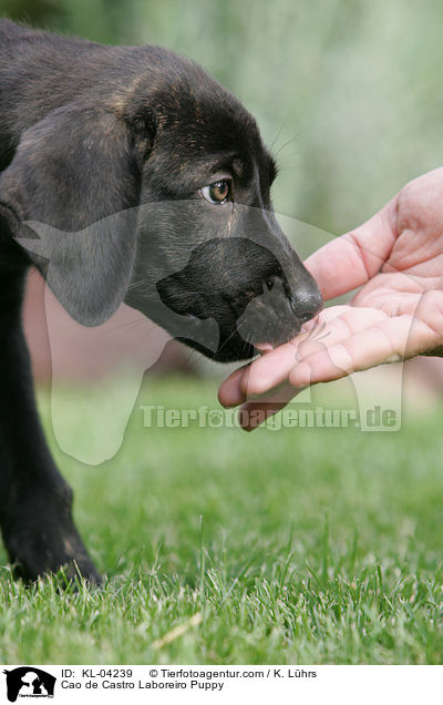 Cao de Castro Laboreiro Puppy / KL-04239