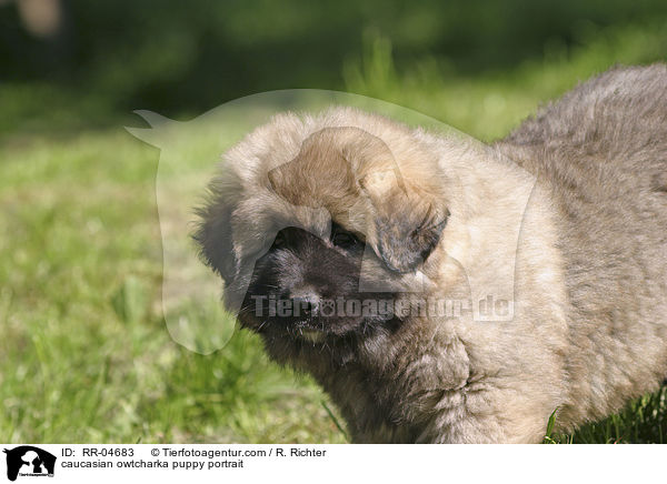 Kaukasischer Schferhund Welpe im Portrait / caucasian owtcharka puppy portrait / RR-04683