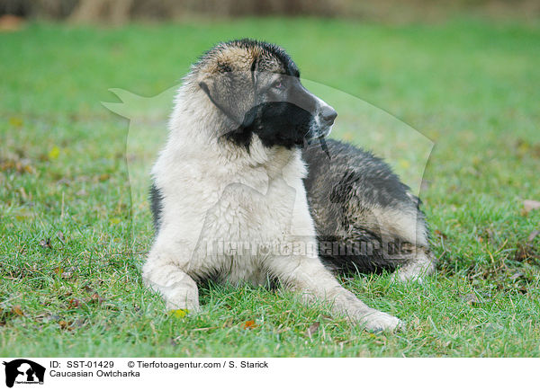 Kaukasischer Schferhund / Caucasian Owtcharka / SST-01429