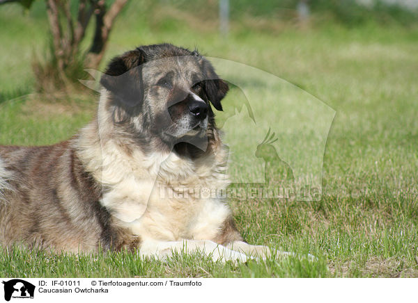 Kaukasischer Schferhund / Caucasian Owtcharka / IF-01011
