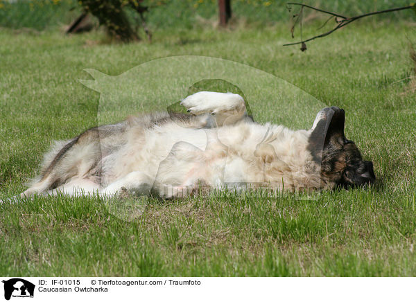 Kaukasischer Schferhund / Caucasian Owtcharka / IF-01015