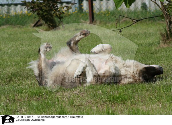 Kaukasischer Schferhund / Caucasian Owtcharka / IF-01017