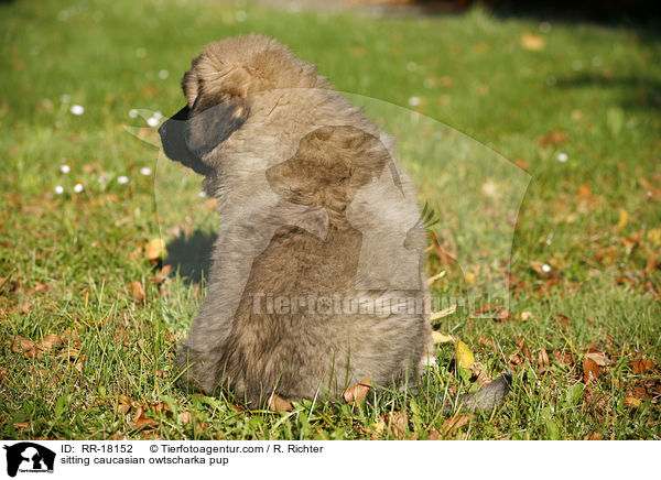 sitzender Kauskasen Welpe / sitting caucasian owtscharka pup / RR-18152