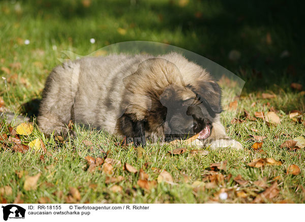 Kaukasischer Schferhund Welpe / caucasian owtscharka pup / RR-18155