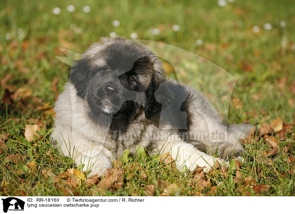 liegender Kaukasischer Schferhund Welpe / lying caucasian owtscharka pup / RR-18160
