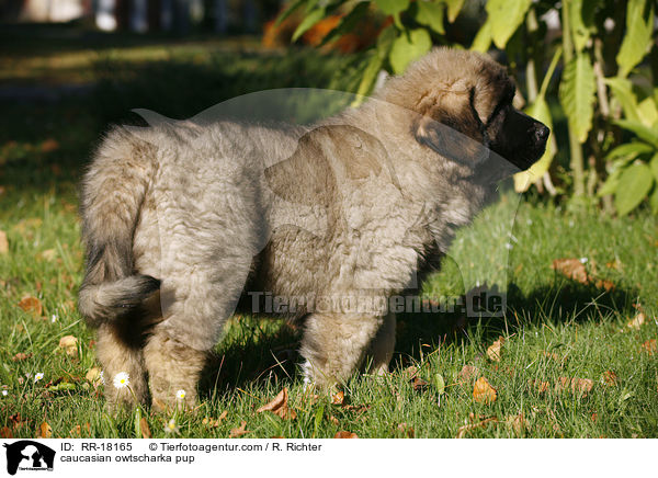 Kaukasischer Schferhund Welpe / caucasian owtscharka pup / RR-18165