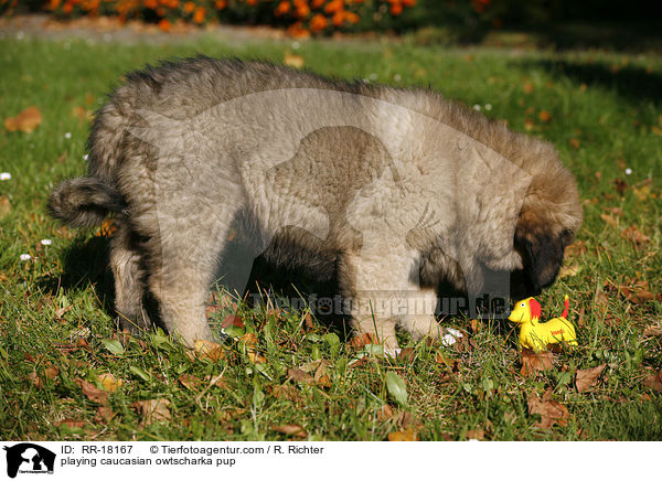 spielender Kaukasischer Schferhund Welpe / playing caucasian owtscharka pup / RR-18167