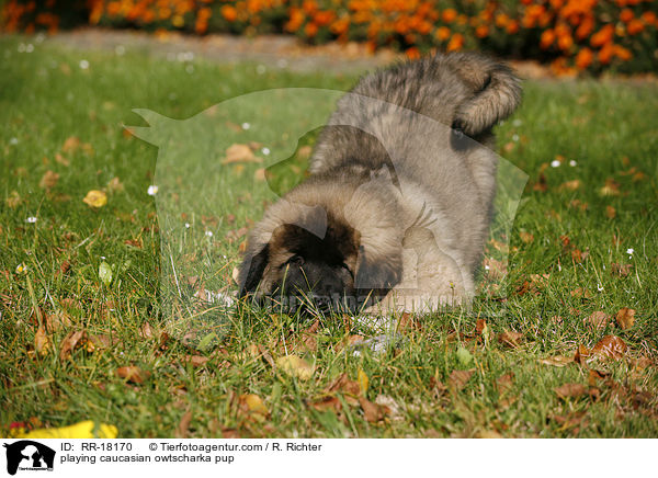 spielender Kaukasischer Schferhund Welpe / playing caucasian owtscharka pup / RR-18170