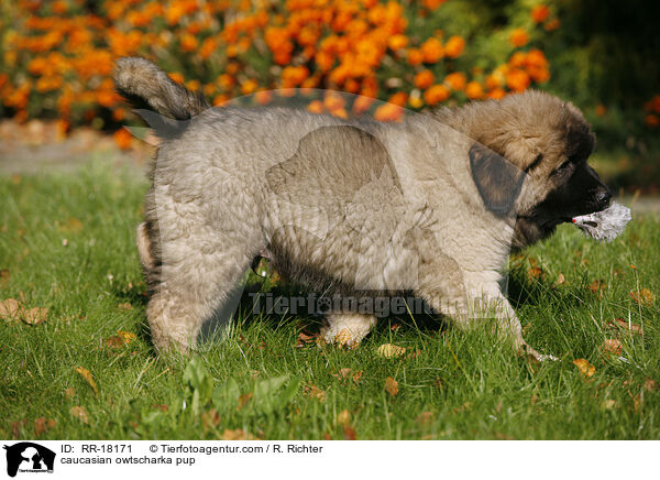 Kaukasischer Schferhund Welpe / caucasian owtscharka pup / RR-18171