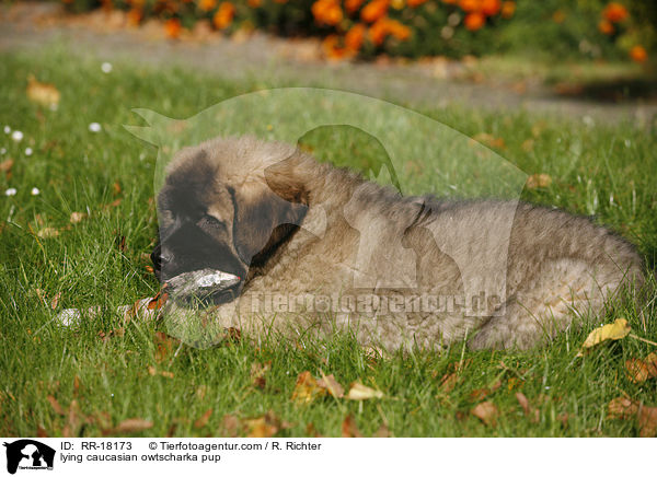 liegender Kaukasischer Schferhund Welpe / lying caucasian owtscharka pup / RR-18173