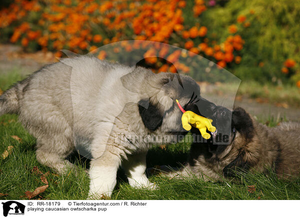 spielender Kaukasischer Schferhund Welpe / playing caucasian owtscharka pup / RR-18179