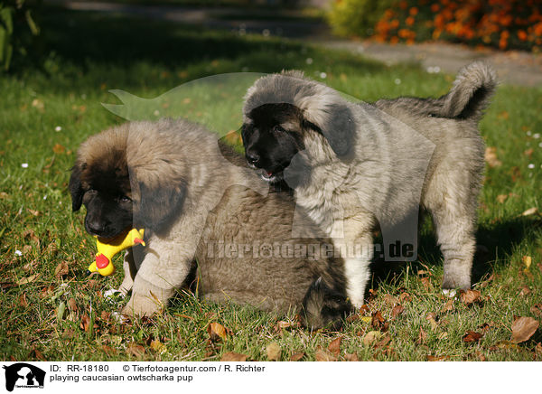 spielender Kaukasischer Schferhund Welpe / playing caucasian owtscharka pup / RR-18180