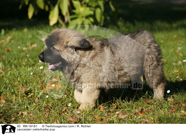 Kaukasischer Schferhund Welpe / caucasian owtscharka pup / RR-18181