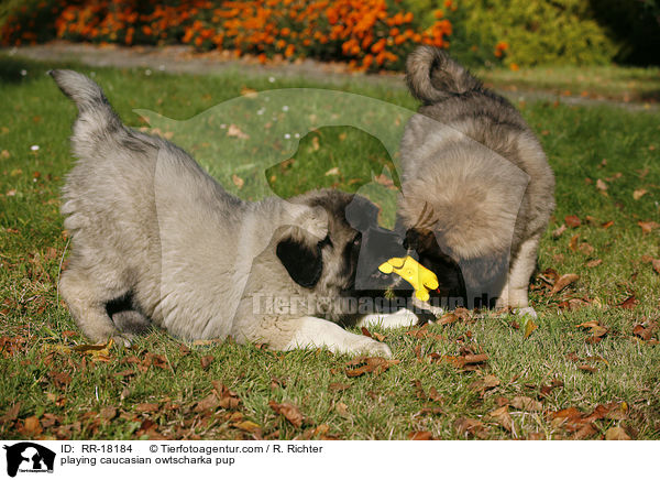 spielender Kaukasischer Schferhund Welpe / playing caucasian owtscharka pup / RR-18184