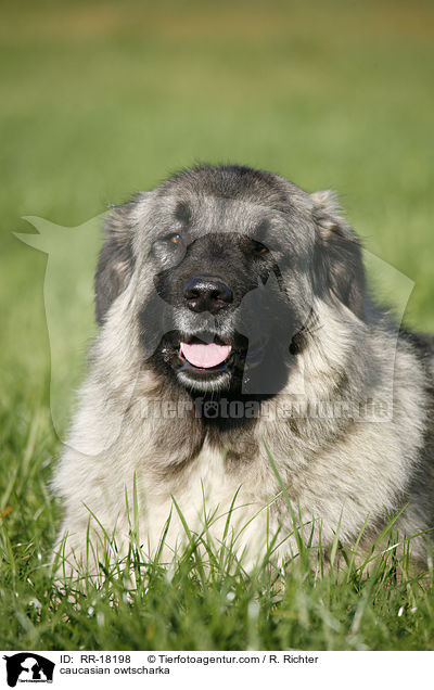 Kaukasischer Schferhund / caucasian owtscharka / RR-18198