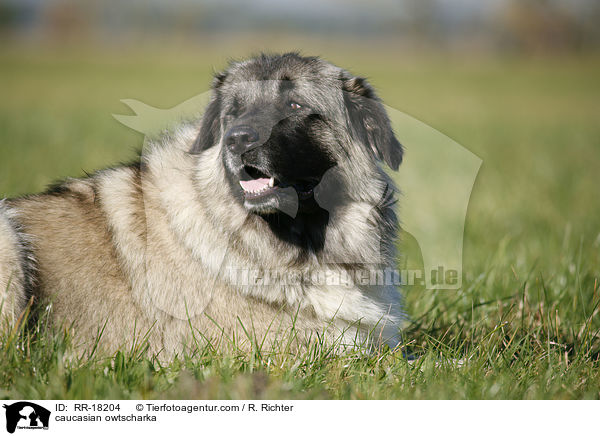 Kaukasischer Schferhund / caucasian owtscharka / RR-18204